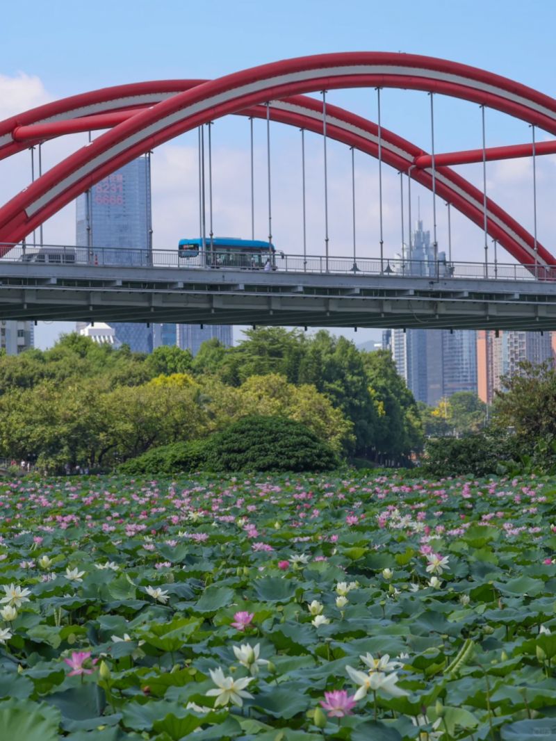 花展时间+地点+门票+活动亮点开元棋牌app2025深圳荷(图1)